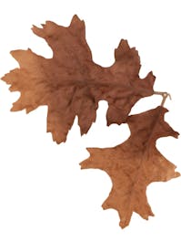 Novritsch Leaf Camo; LC4