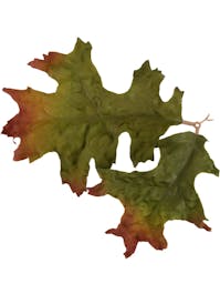 Novritsch Leaf Camo; LC4